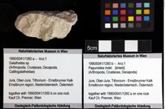 Foto (Objket + Etiketten) von Paguroidea indet. 